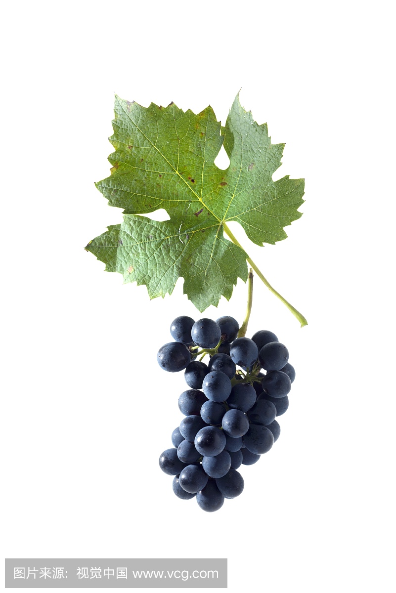 Garanoir grapes with a vine leaf, Swiss breed m
