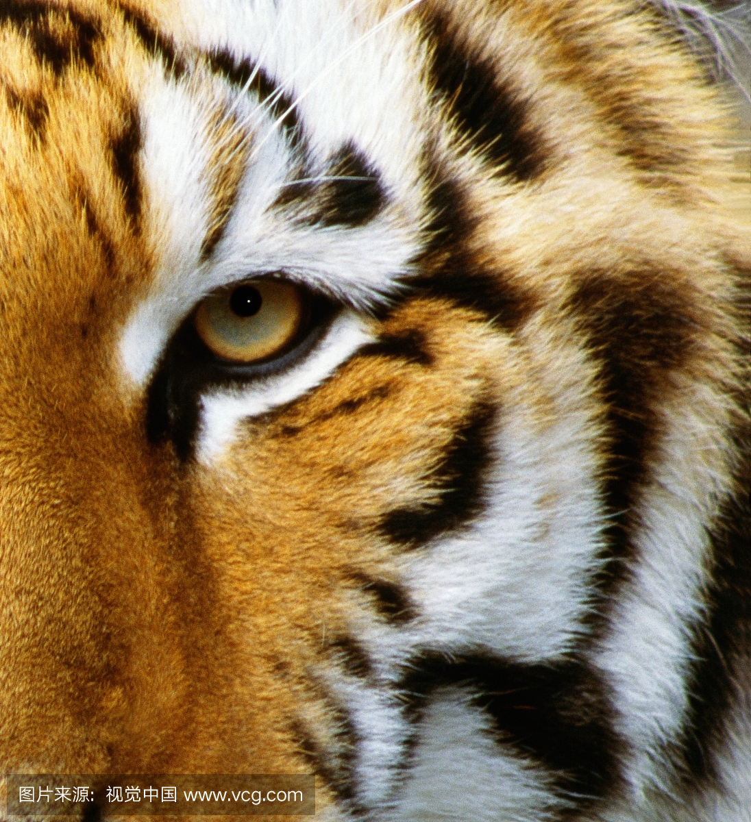 西伯利亚虎,西伯利亚老虎,东北虎,动物主题