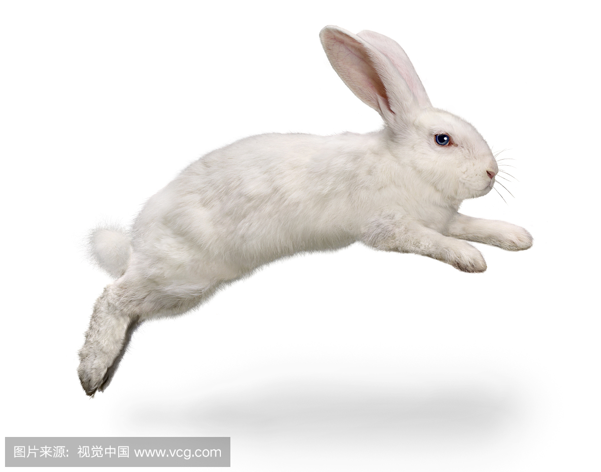 一群有趣的小兔子在操场上跳插画图片素材_ID:353302666-Veer图库