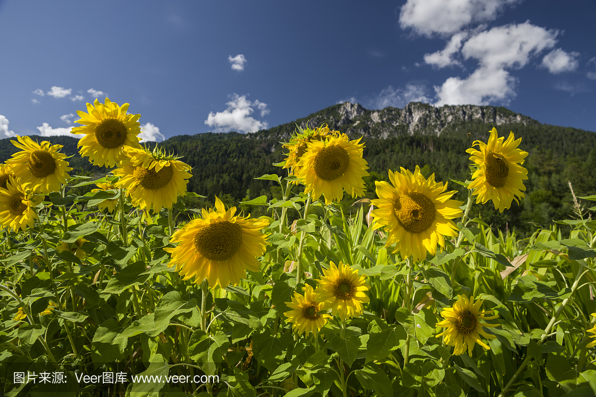 Julian Alps,朱利阿尔贝斯,向日葵,葵花