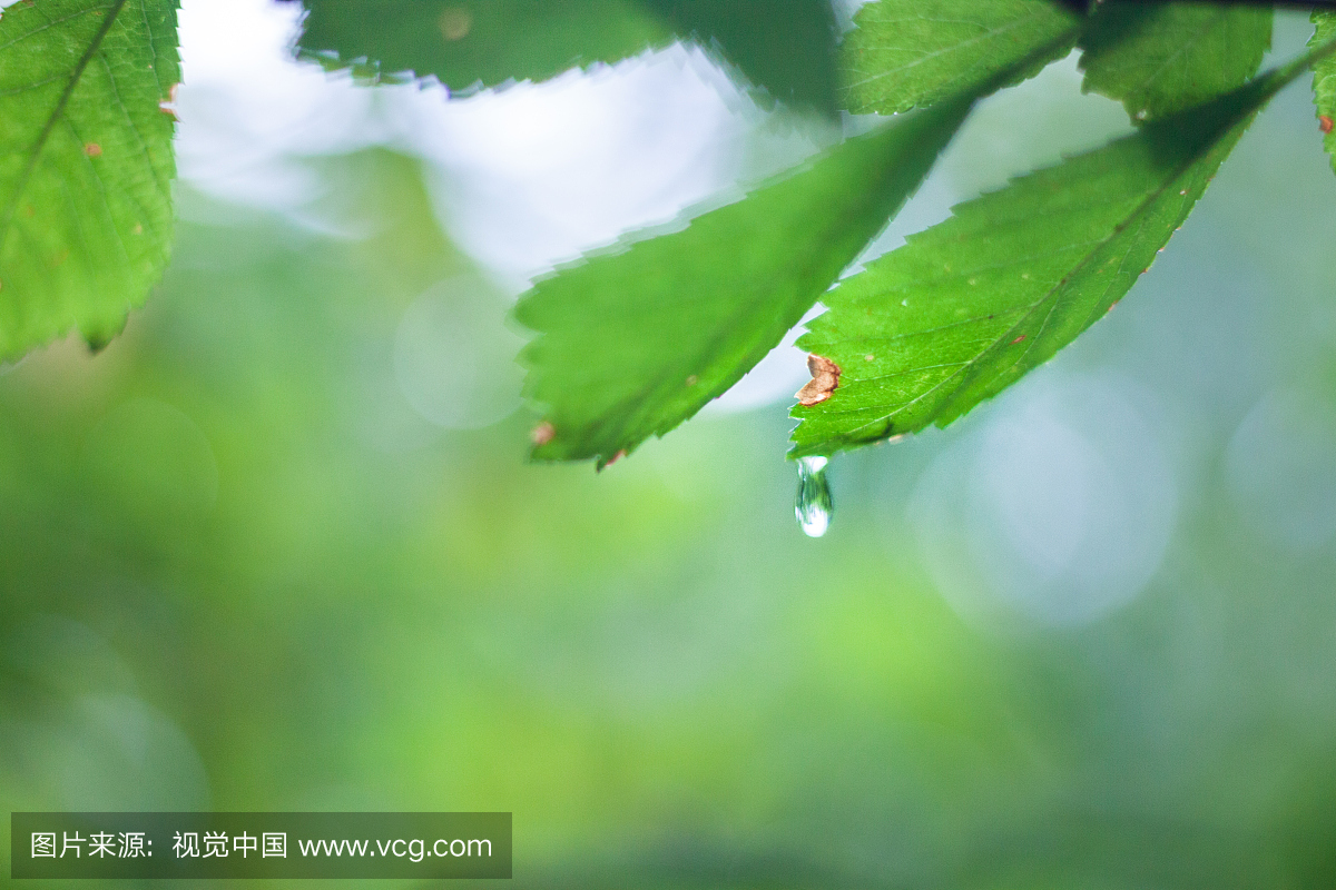 大学,北京,叶子,彩色图片