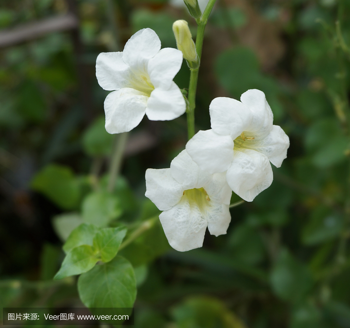 白花蕾柳花在花园里