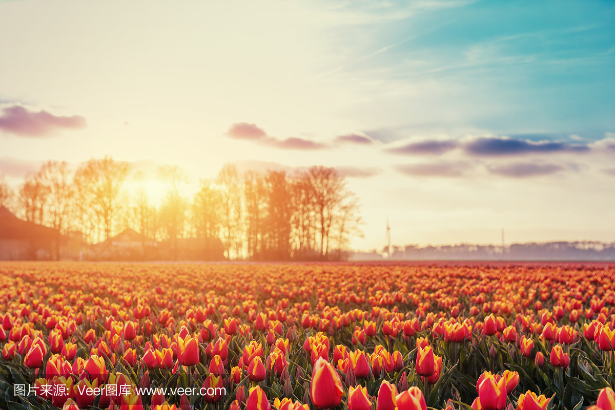 美丽的红色郁金香领域在荷兰。神奇事件wi