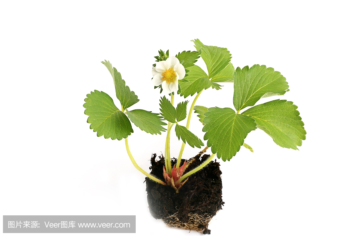 草莓苗的生长过程 - 花百科