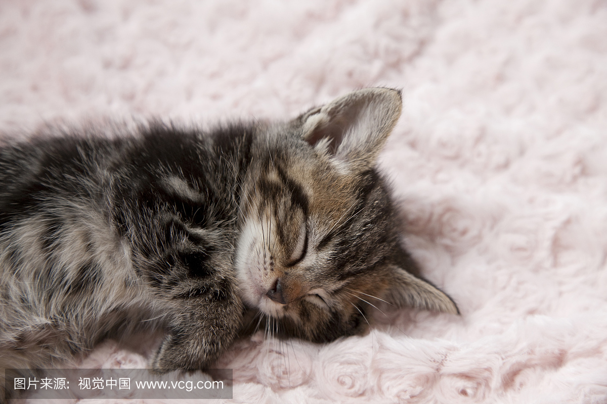 小猫睡在毛巾上