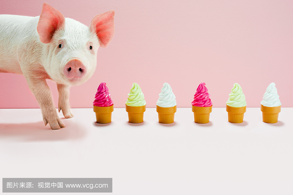 小猪旁边排着玩具冰淇淋锥,工作室拍摄