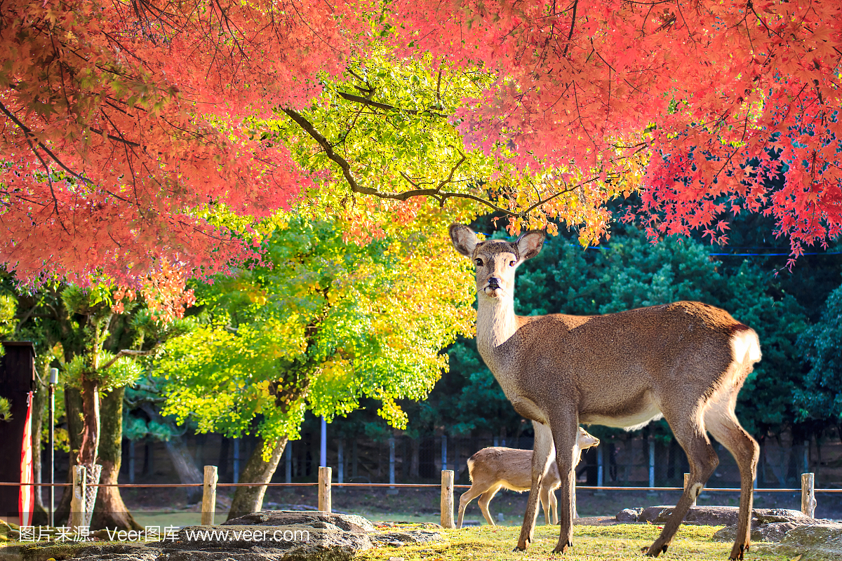 奈良鹿在日本奈良公园免费漫游
