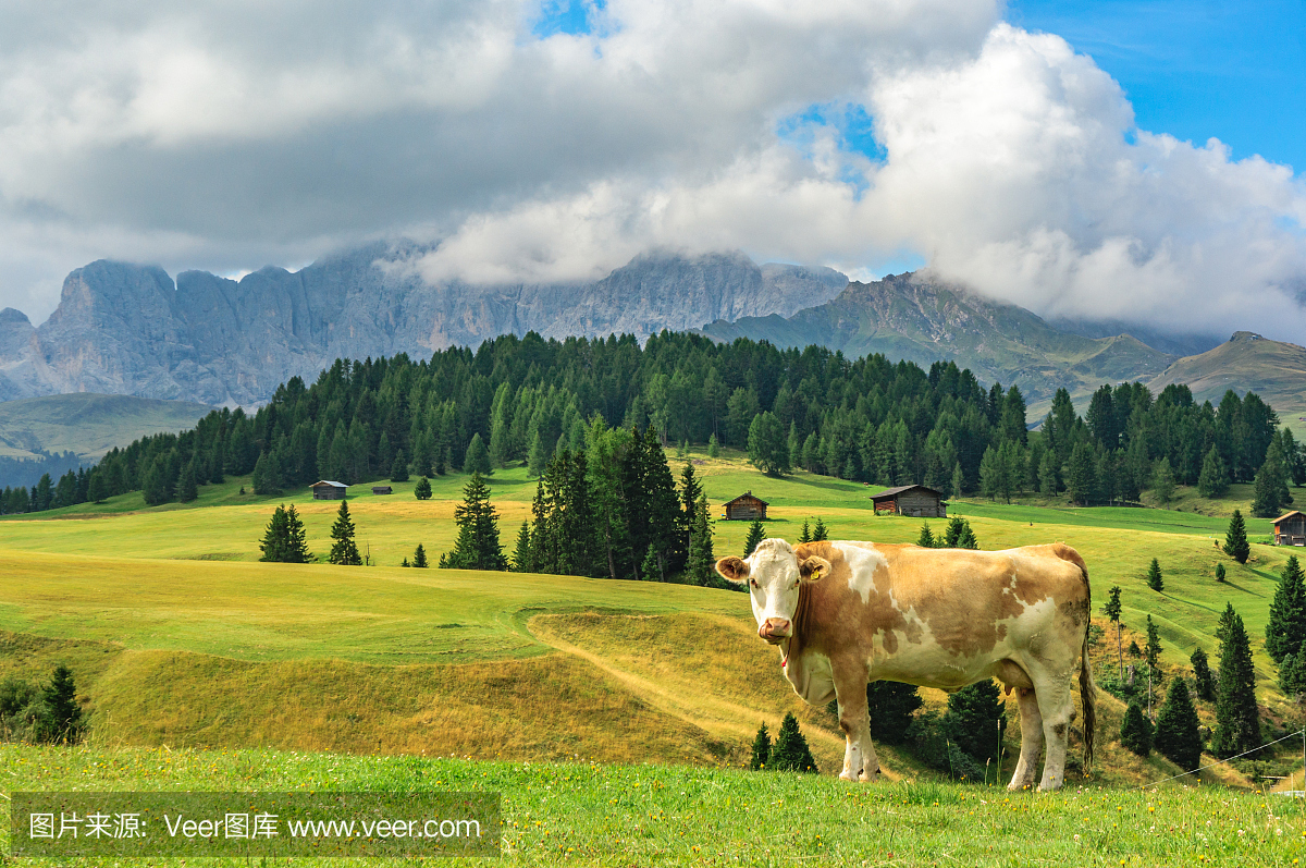 母牛在Alpi di Siusi,多洛米蒂山脉,意大利