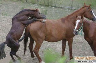 儿童画大全动物鸡