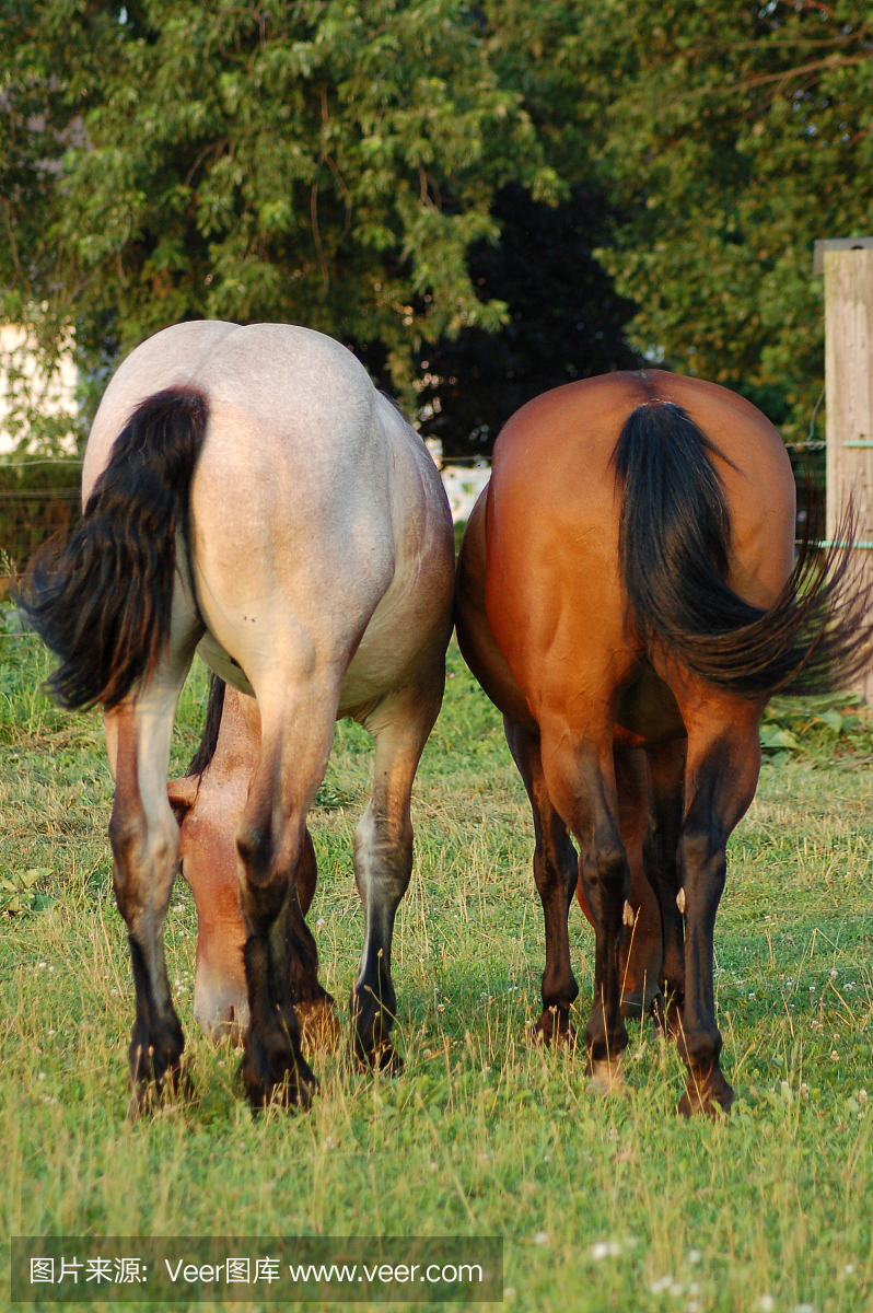 臀部,美臀,尻,蜜桃臀