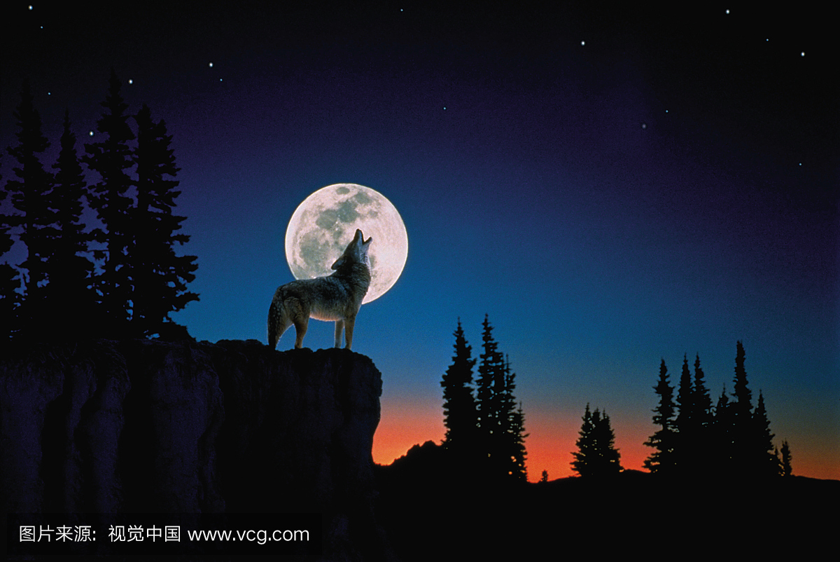 Wolf howling at the moon