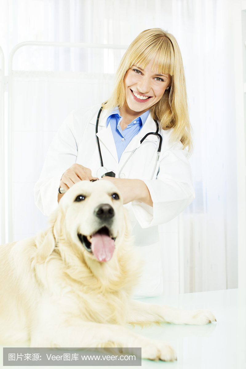 微笑的兽医做一个耳朵考试狗。