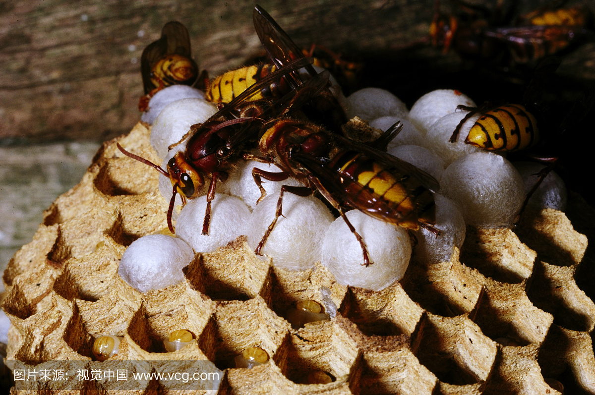 大黄蜂vespa crabro关闭在巢