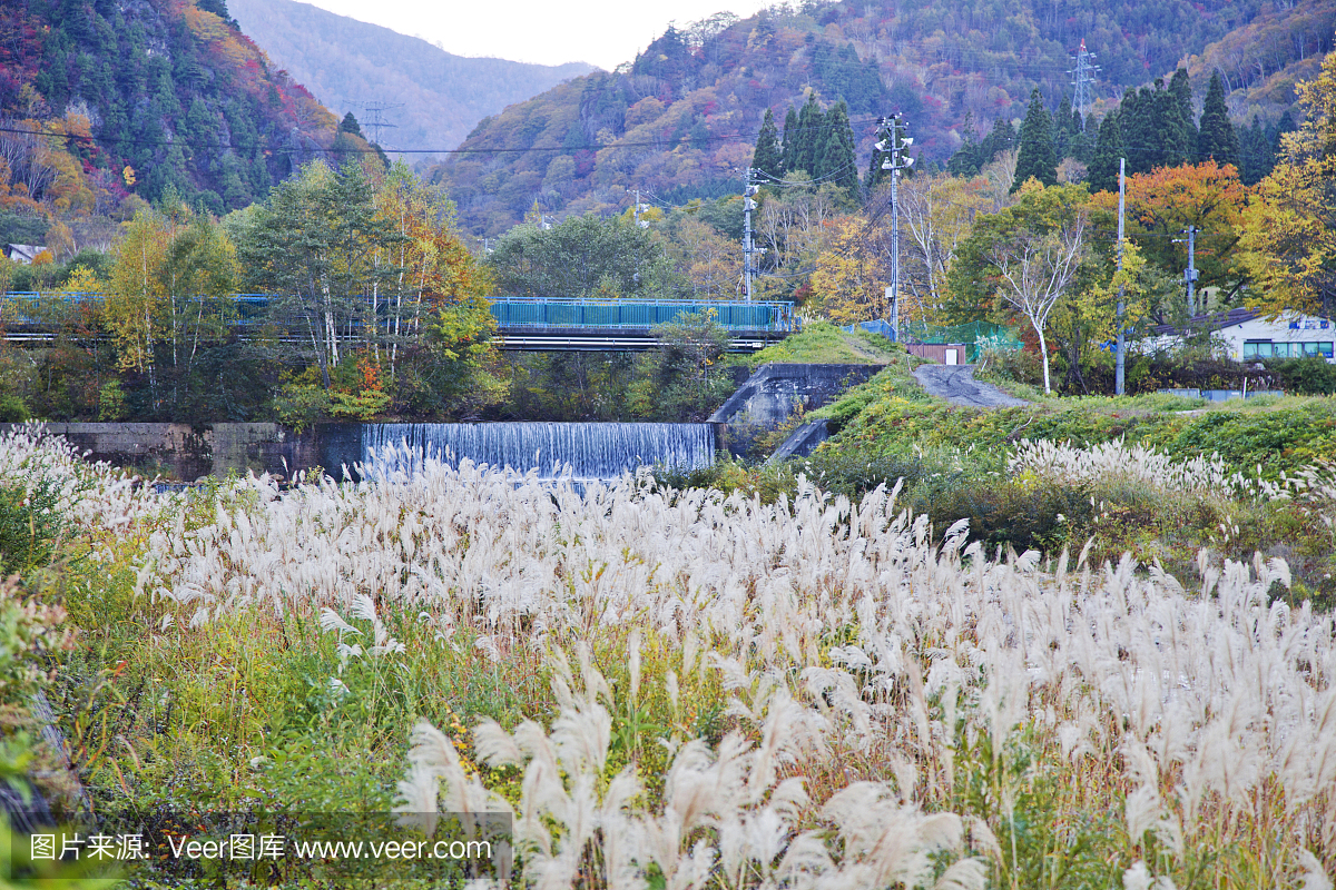 秋天,越后汤泽,图像,叶子