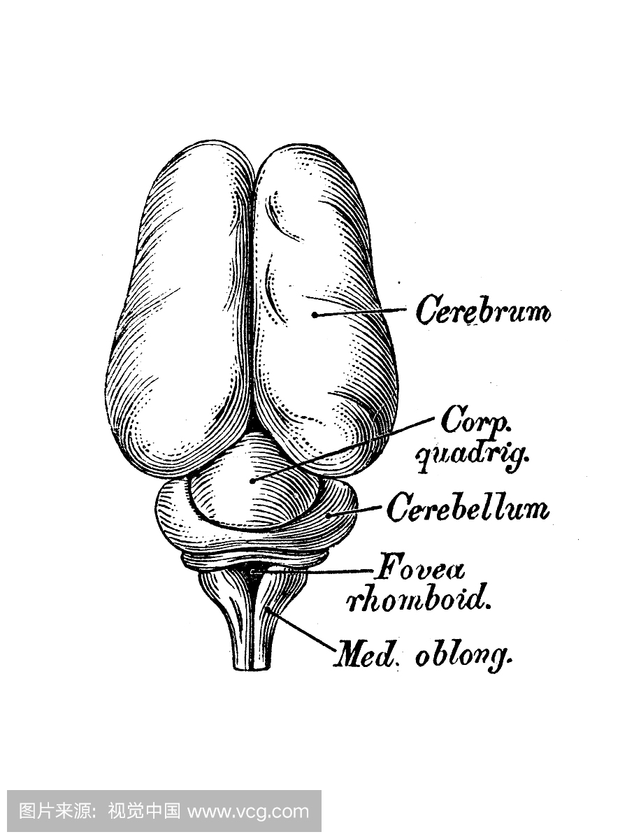 人体解剖科学插图:3个月胚胎脑