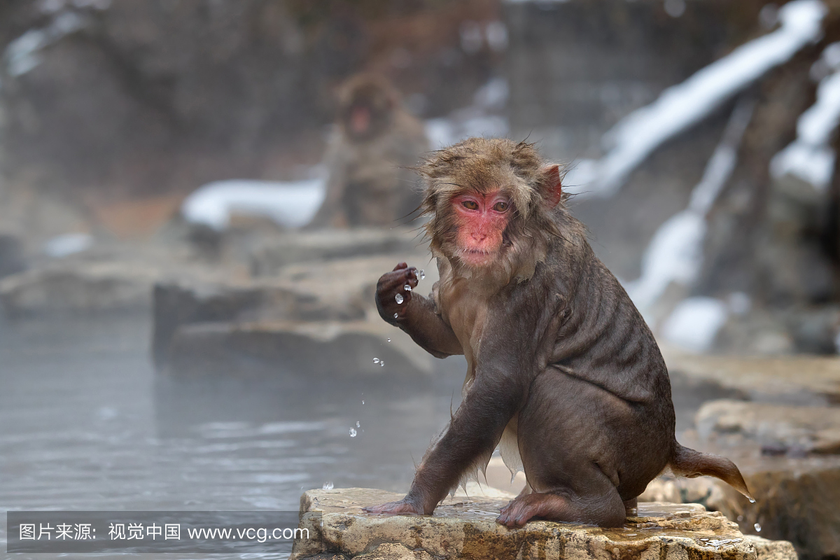 日本长野的Jigokudani雪猴公园的湿雪猴