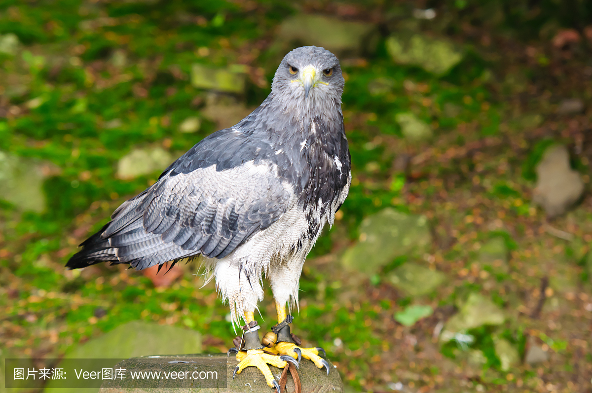 鱼箴科鱼,下箴,利用鹰打猎,放鹰捕猎
