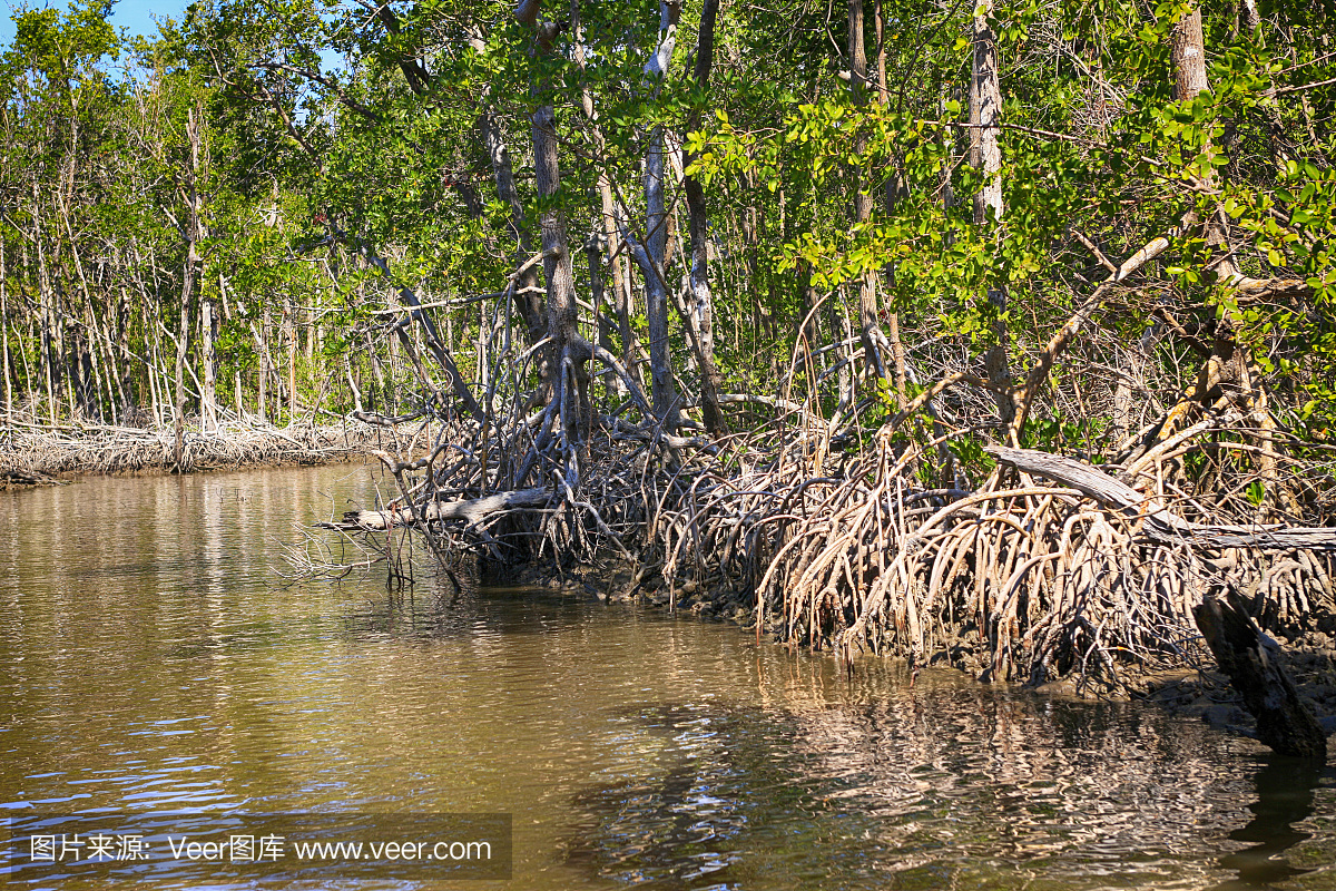 美洲红树在美国佛罗里达州南部沼泽地城市沼泽