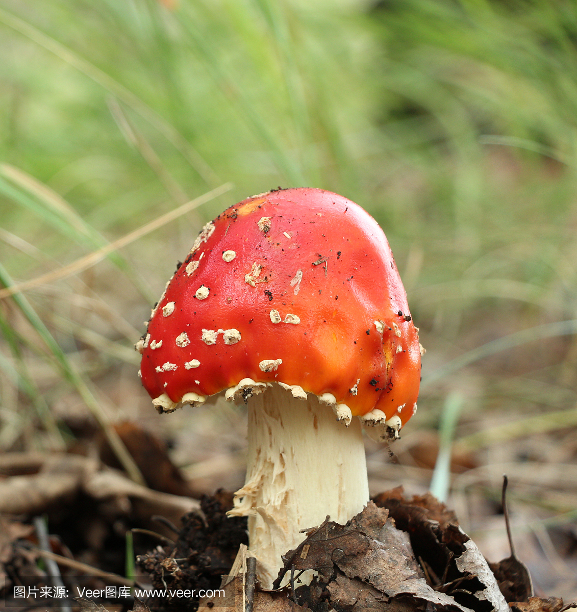 危险的蘑菇在森林里飞翔的阿根廷伞形毒蕈毒素