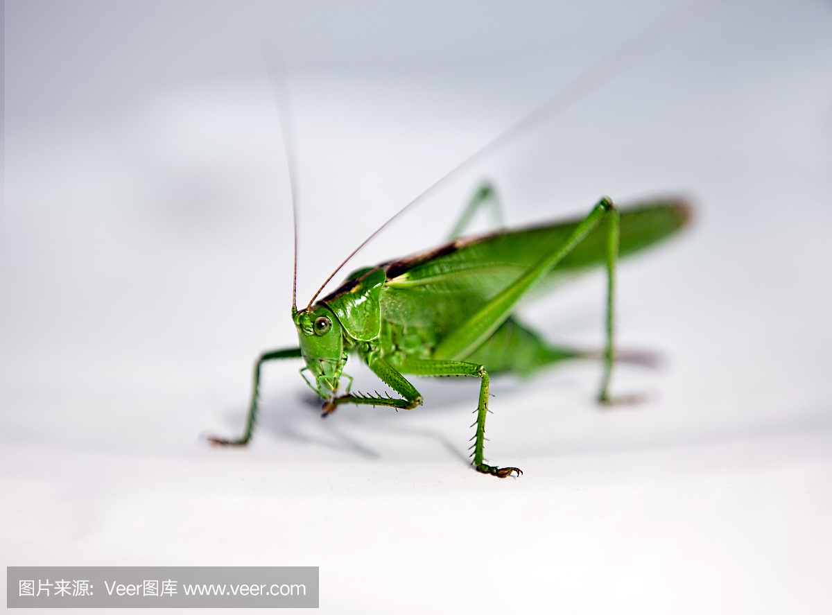 自然,绿丛螽斯,水平画幅,绿色