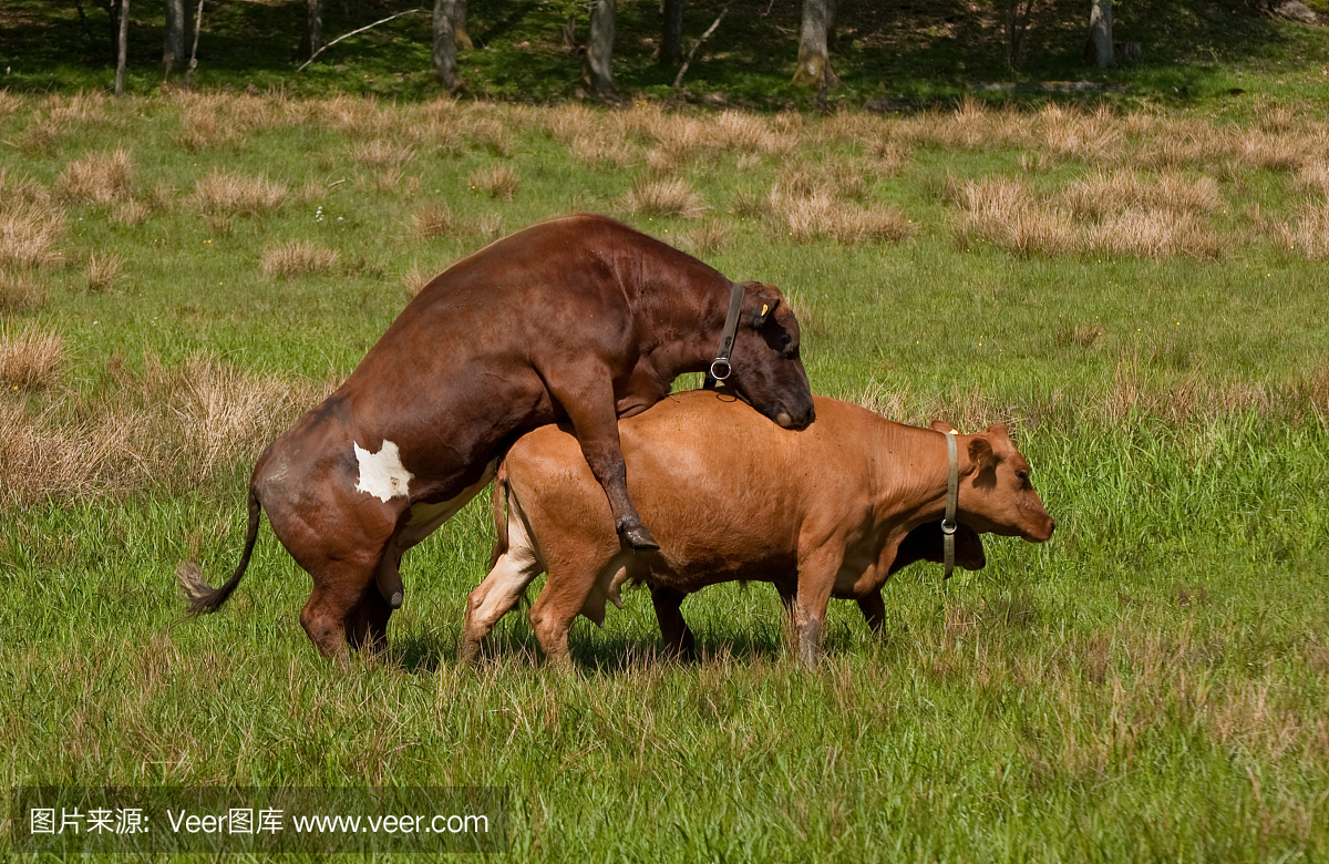 交配牛