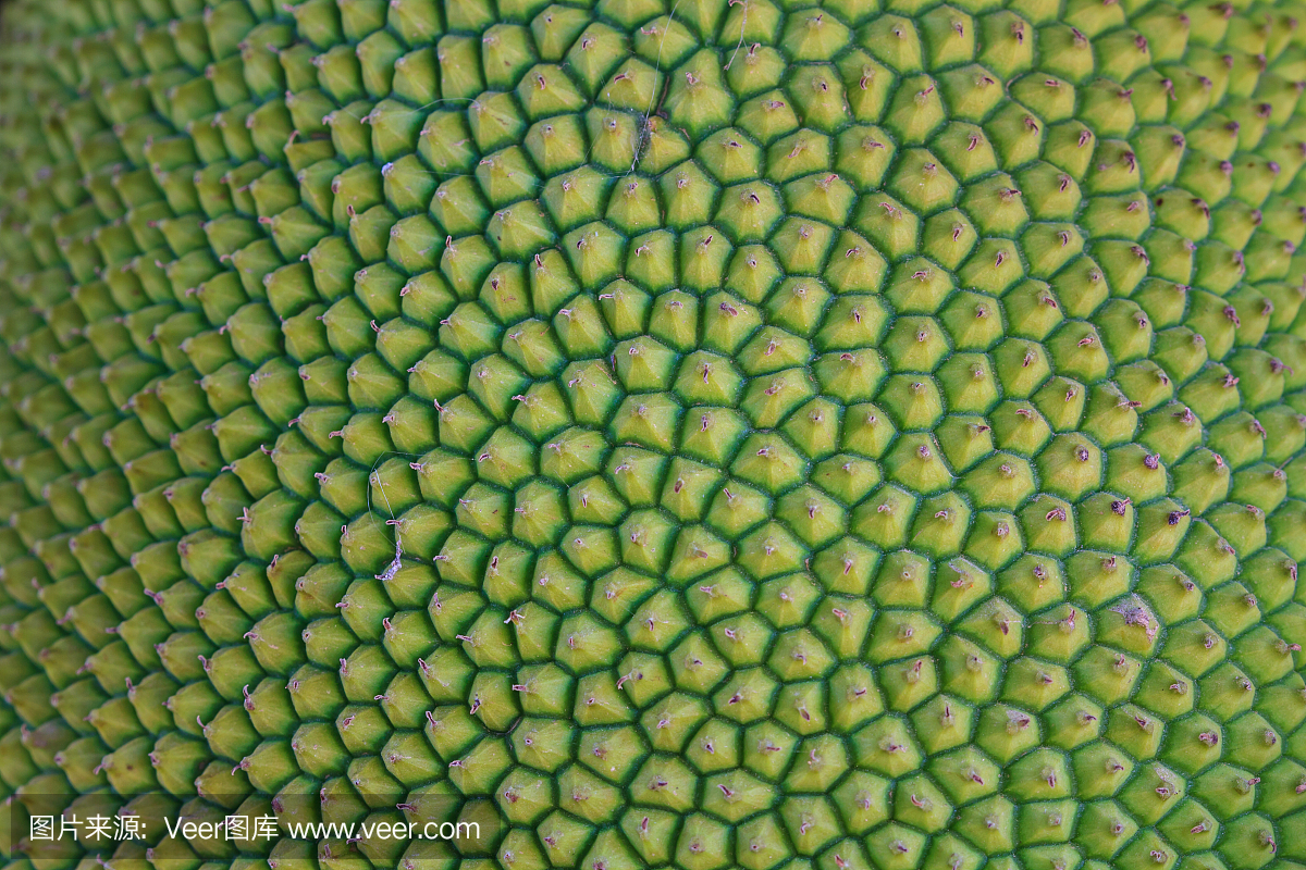 纹理菠萝蜜皮有刺