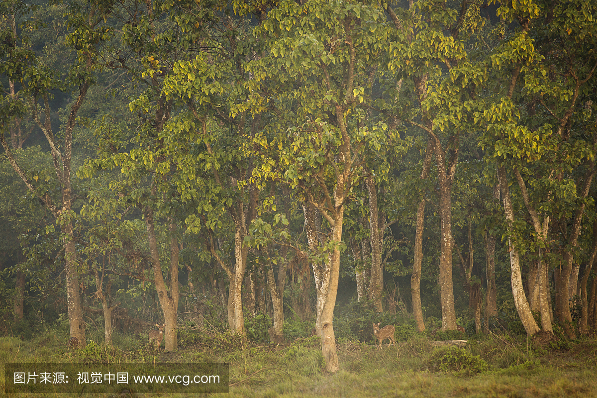 尼泊尔奇特旺国家公园的森林里的鹿