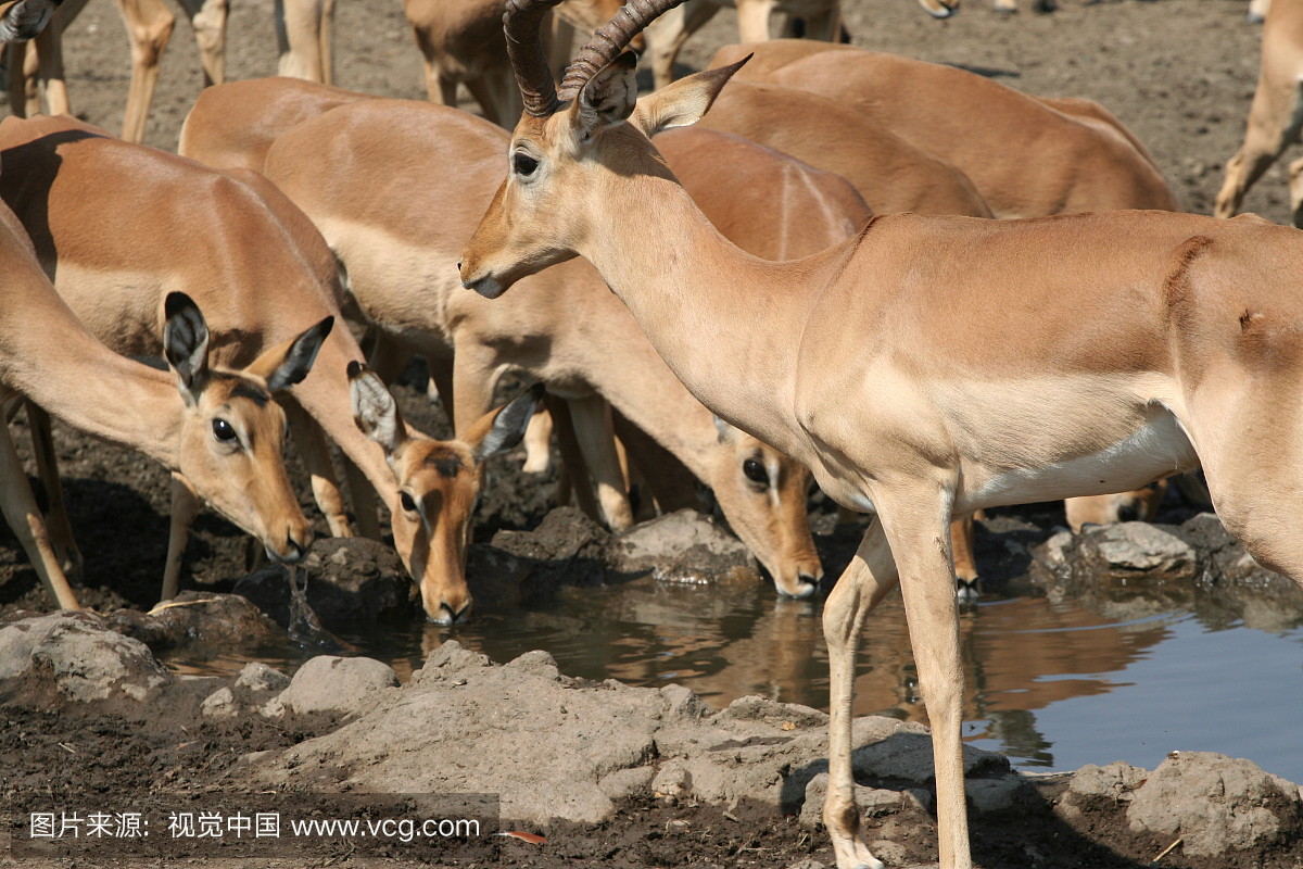 非洲,鳄鱼,野生动物,野生动物保护