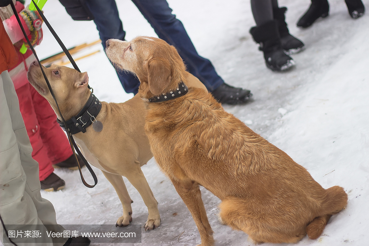 两个大型狗矿石坐在雪地里