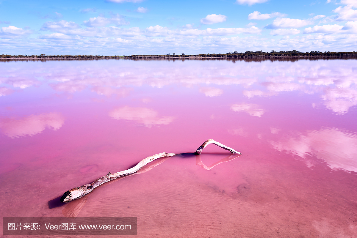 Pink salt lake with piece of wood in Western Au