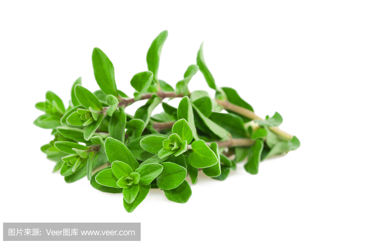 墨角兰,马郁兰,一种牛至属植物,水平画幅